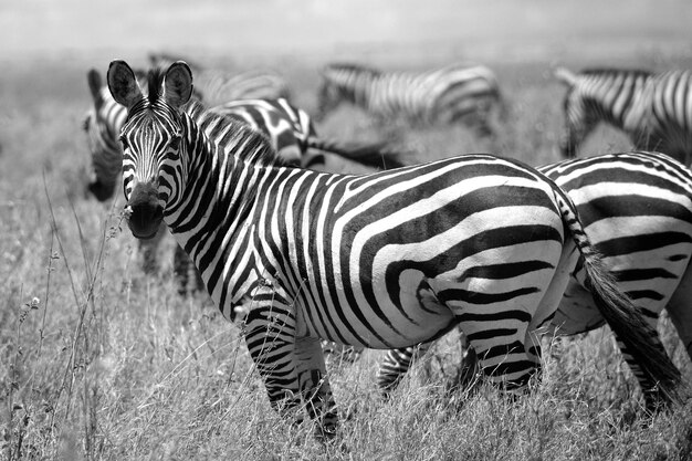 Zebras op een veld