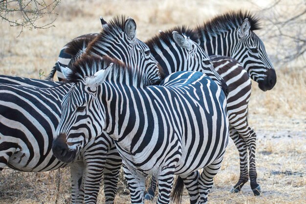 Foto zebras op een veld