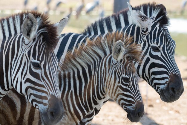 Foto zebras op een veld