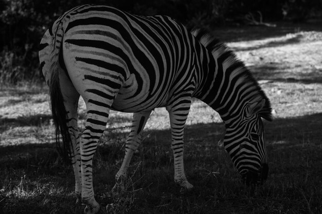 Zebras op een veld