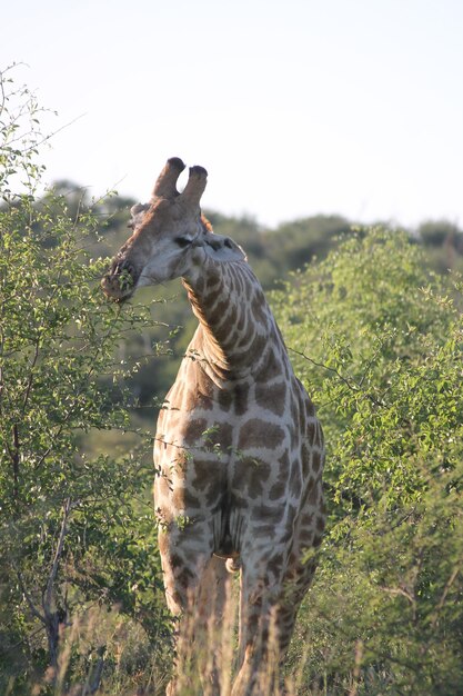 Foto zebras op een veld