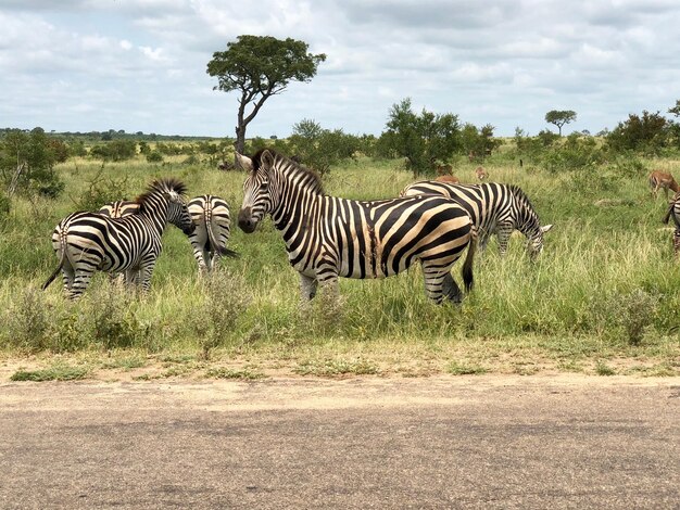 Foto zebras op een veld