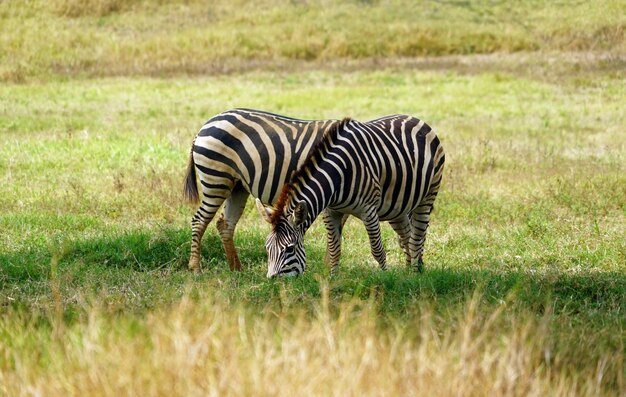 Zebras op een veld