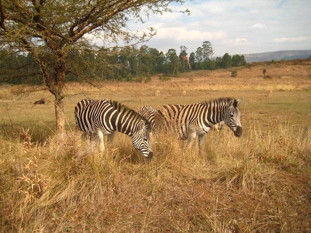 Zebras op het veld tegen de lucht