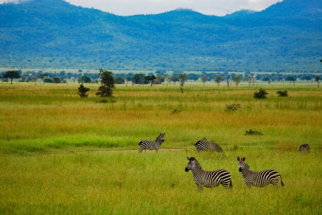 Zebras on the plains of Africa