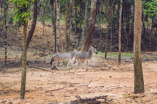 Zebre che attraversano la foresta. zebre nell'ambiente naturale