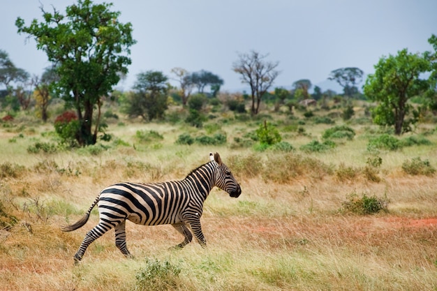 Photo zebras in the savannah
