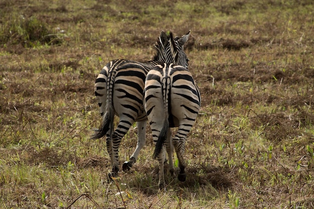 Zebras staan op het veld