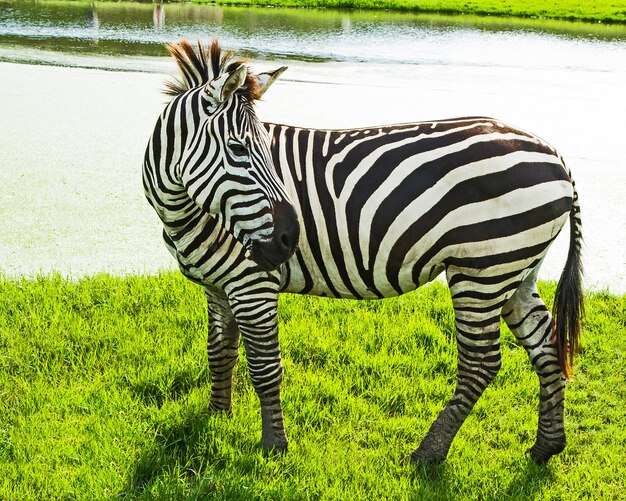 Zebras stand on the grass.