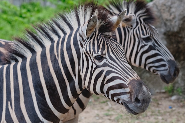 Zebras standing close together