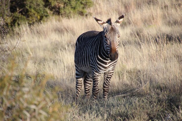 Photo zebras standing in a field