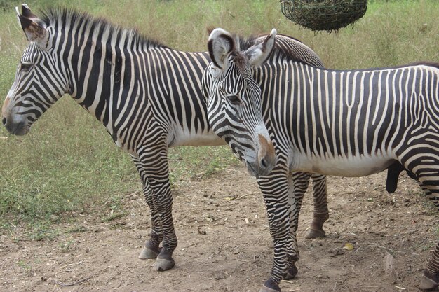 Foto zebre in piedi in un campo