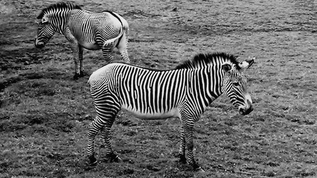 Photo zebras standing on field