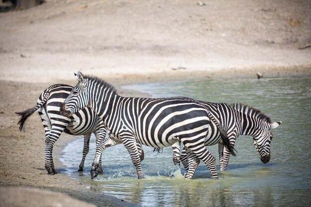 Foto zebre in piedi nel lago