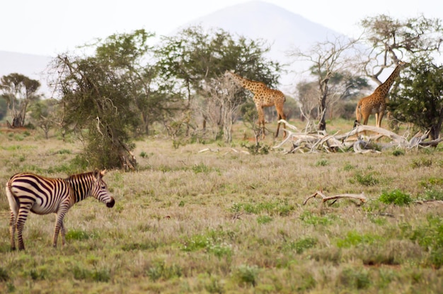 Zebras standing on landscape against sky