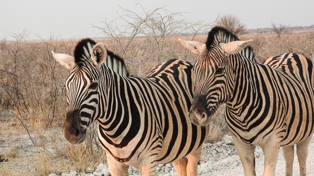 写真 ゼブラの上に立っているゼブラ