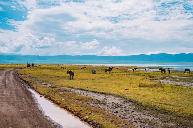 Zebras in Tanzania