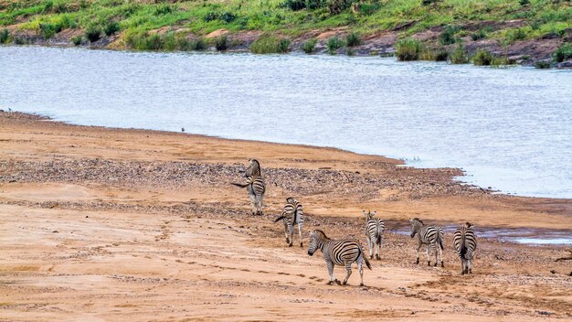 Foto zebre che camminano lungo il fiume