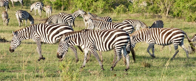 Photo zebras with a zebra