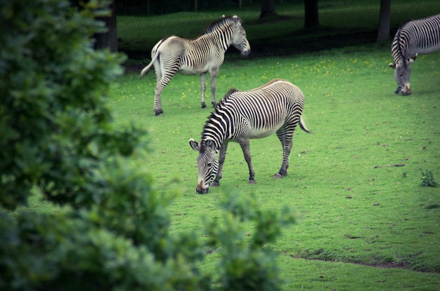 Foto zebre zebre sull'erba