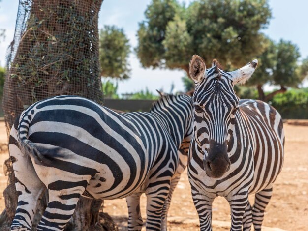 Foto zebre in uno zoo