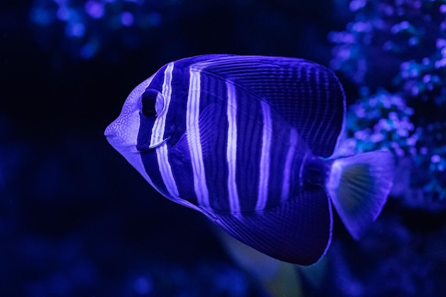 Foto primo piano dello stinco del pesce vela di zebrasoma veliferum in un acquario marino