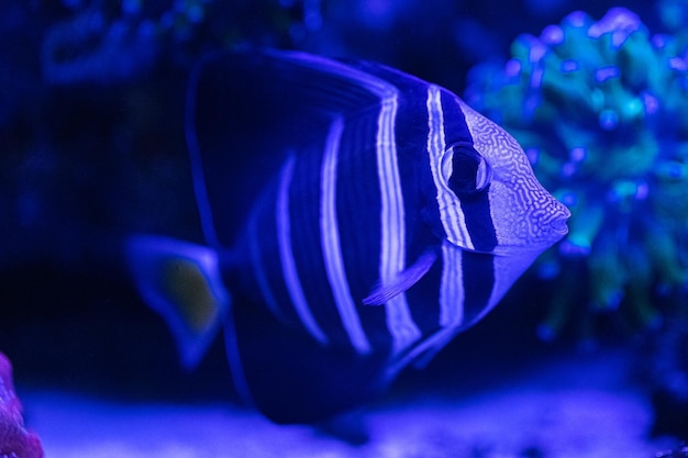 Zebrasoma veliferum 돛새치 정강이 바다 물고기를 닫습니다