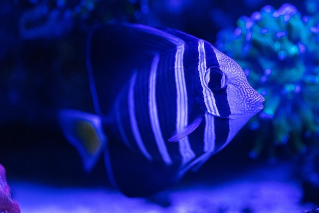 Zebrasoma veliferum gambo di pesce vela pesce di mare vicino