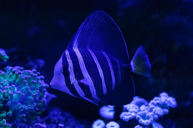 Zebrasoma veliferum zeilvis schacht close-up in een zeeaquarium