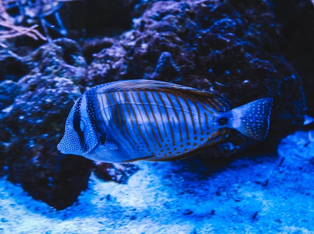 Zebrasomavissen die Zebrasoma desjardinii in het aquarium varen