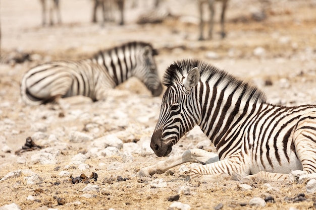 Zebraveulen zit Etosha Namibia