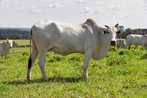 Zebu cattle, of the Nelore breed, in the pasture