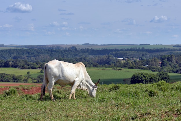 Zebu cattle, of the Nelore breed, in the pasture