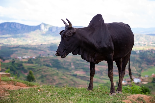 마다가스카르 섬의 목초지에있는 Zebu 소