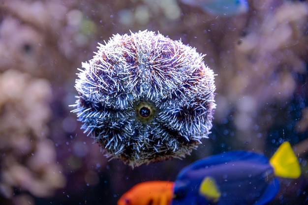 Foto zee-egels zijn stekelige bolvormige stekelhuidigen in de klasse echinoidea