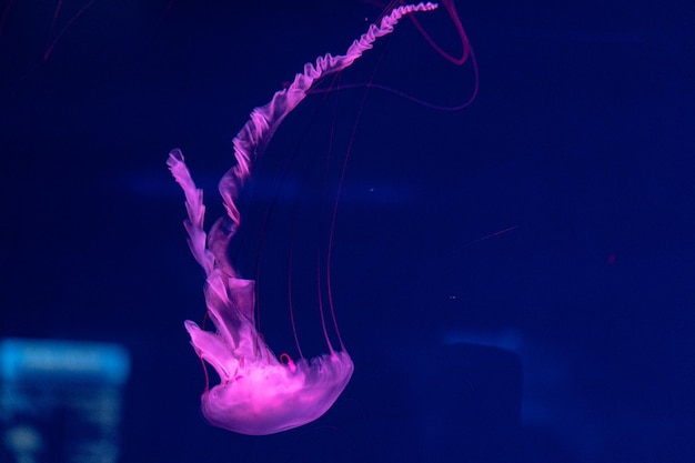Zee- en oceaankwallen zwemmen in het water close-up Verlichting en bioluminescentie in verschillende kleuren in het donker Exotische en zeldzame kwallen in het aquarium