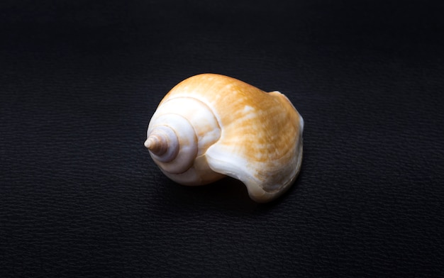 Zee gladde shell op een zwarte achtergrond
