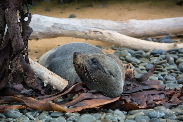 Foto zee-leeuwen ontspannen op het strand