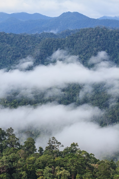 Zee van mist met bossen als voorgrond