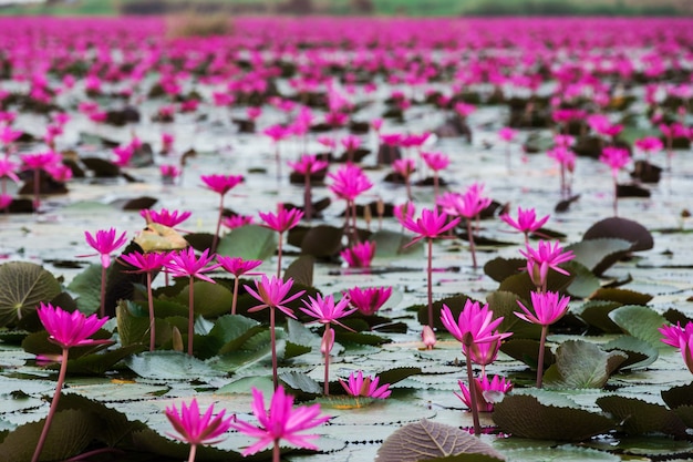 Zee van rode lotus, Marsh Rode lotus Zee van rode lotus Thailand