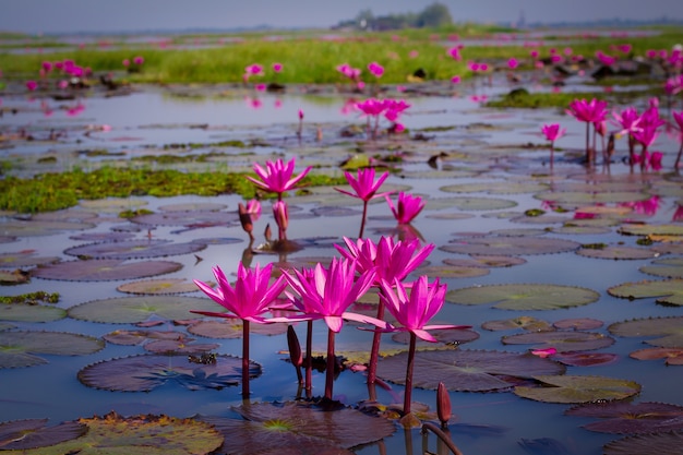 Zee van roze en rode lotus in Udonthani Thailand (ongezien in Thailand)