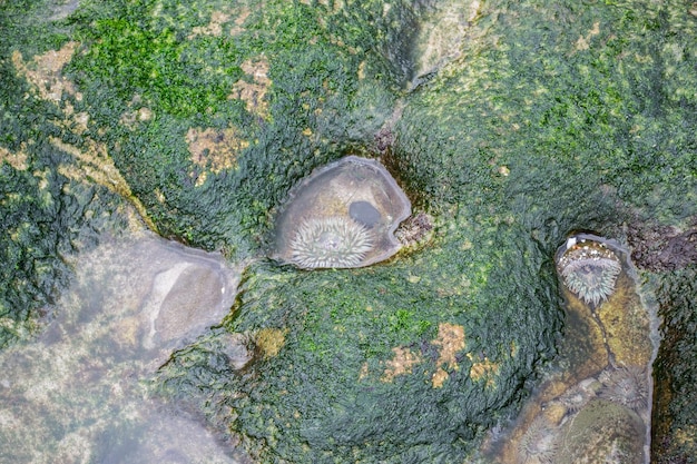 Zeeanemonen in getijdenpoelen aan de kust