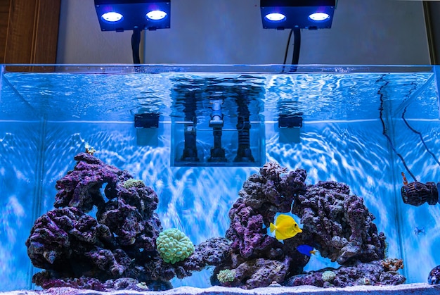 Zeeaquarium koraal aquarium