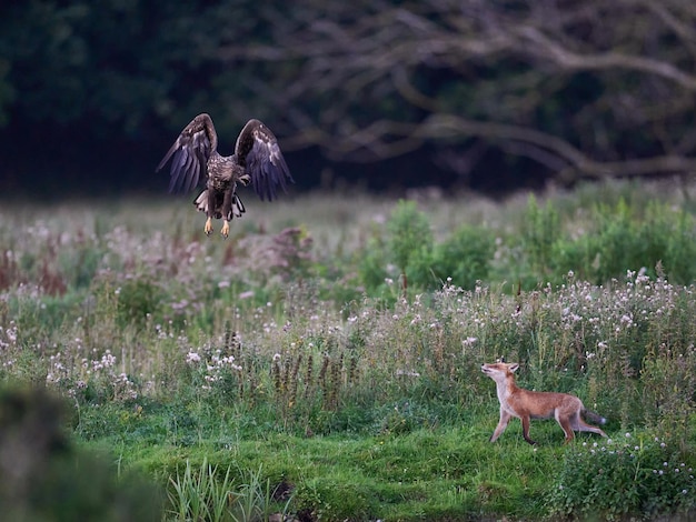 Zeearend Haliaeetus albicilla versus rode vos Vulpes vulpes