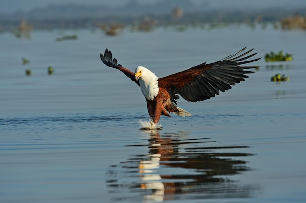 Zeearend op het meer naivasha