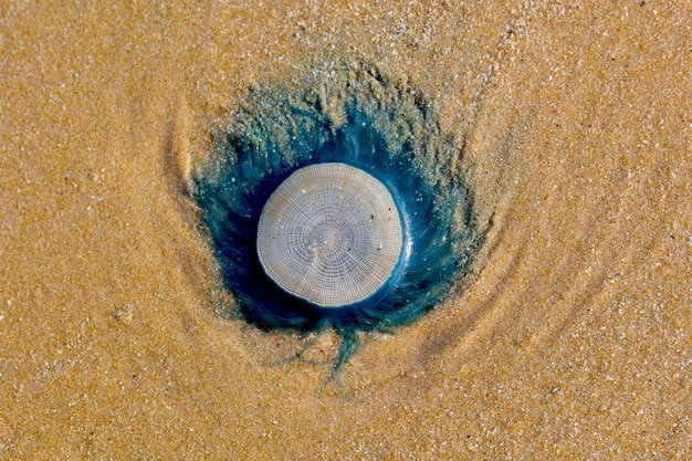 Foto zeedier op het strand