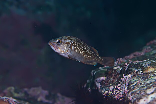 zeedieren onderwater foto