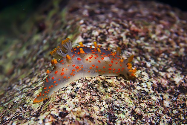 zeedieren onderwater foto