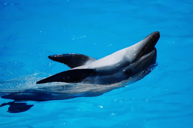 Zeedieren zwemmen in het dolfinarium in blauw water.