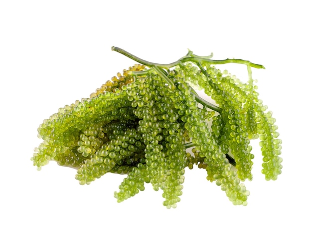 Zeedruiven groene kaviaar zeewier